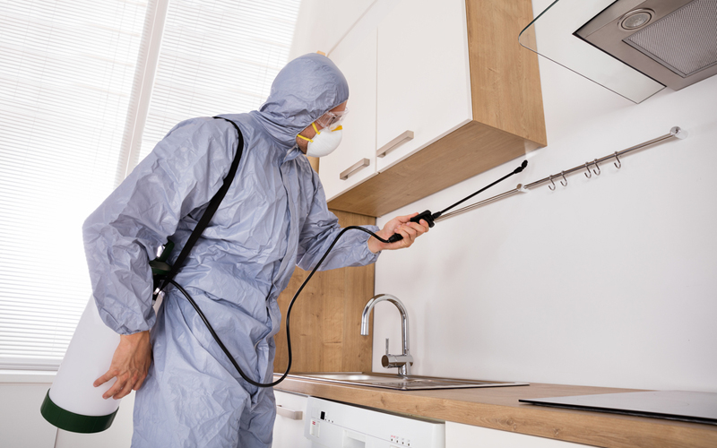 SOCIÉTÉ DÉRATISATION - Dératisation - Punaises de lit - Anti nuisibles - Particuliers - Professionnels - 24H/24 - 7J/7 - 06 46 02 29 82