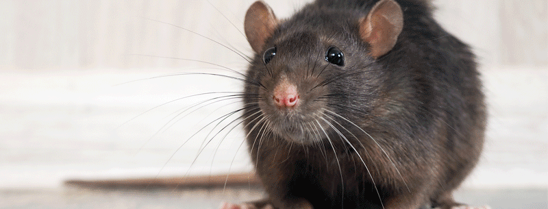 MS SERVICES - Dératisation - Punaises de lit - Traitement nuisibles