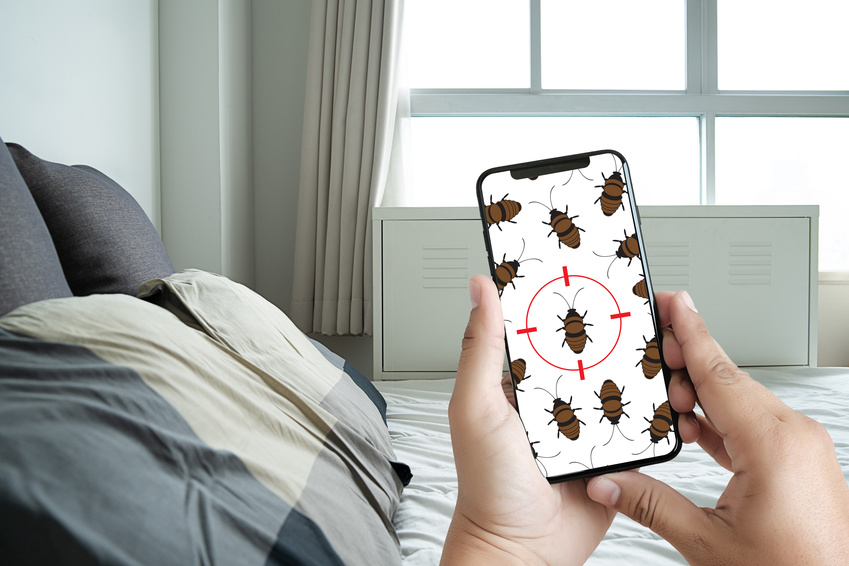 MS SERVICES - Dératisation - Punaises de lit - Traitement nuisibles