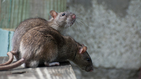 Comment prévenir une infestation de nuisibles dans votre maison ?